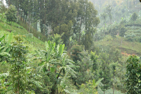 Rwanda Kanzu Natural