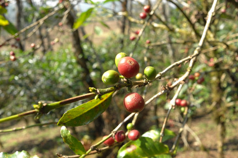 Honduras Copan Washed - Certified Organic